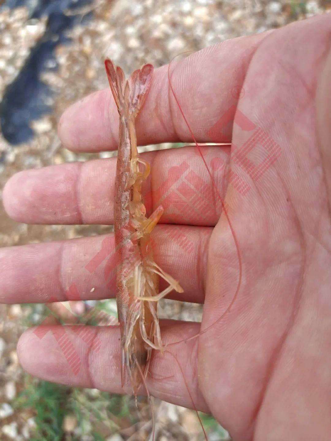 【涨知识】无安全，不“养虾”！