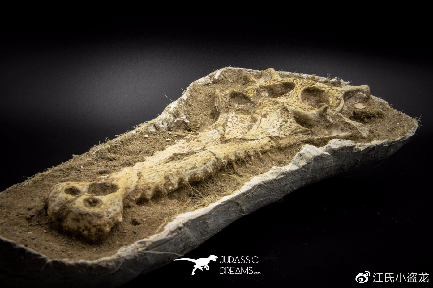 罗马尼亚发现新鸭嘴龙类恐龙物种化石