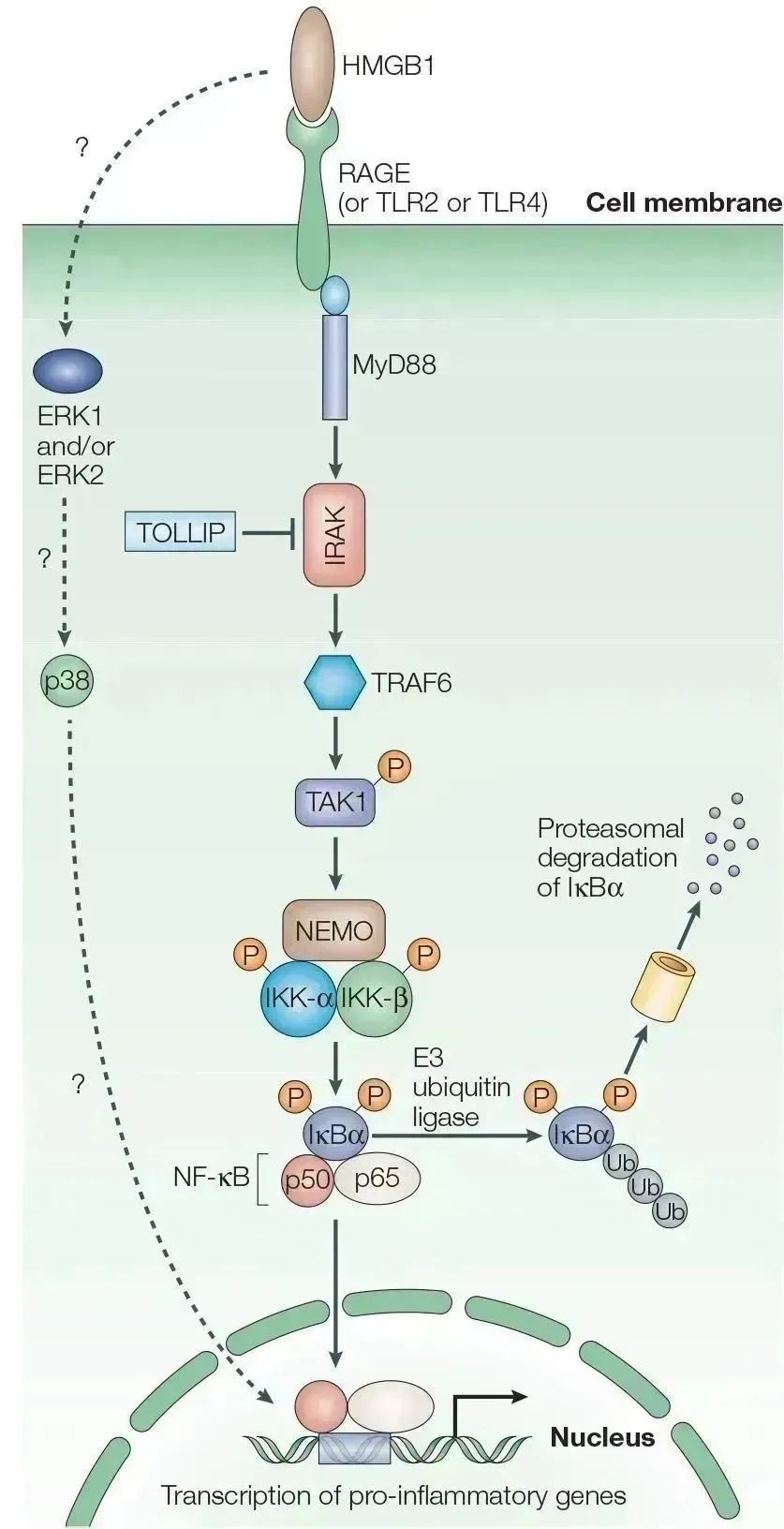 深南电路：将持续关注大宗商品价格变化及上游原材料价格传导情况
