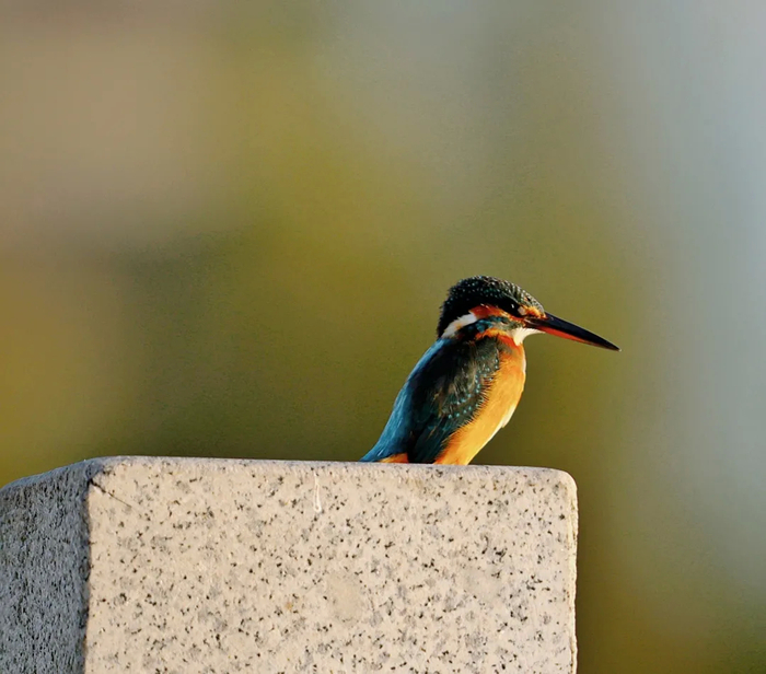 美丽生态：被债权人申请庭外重组事项相关申请获得受理