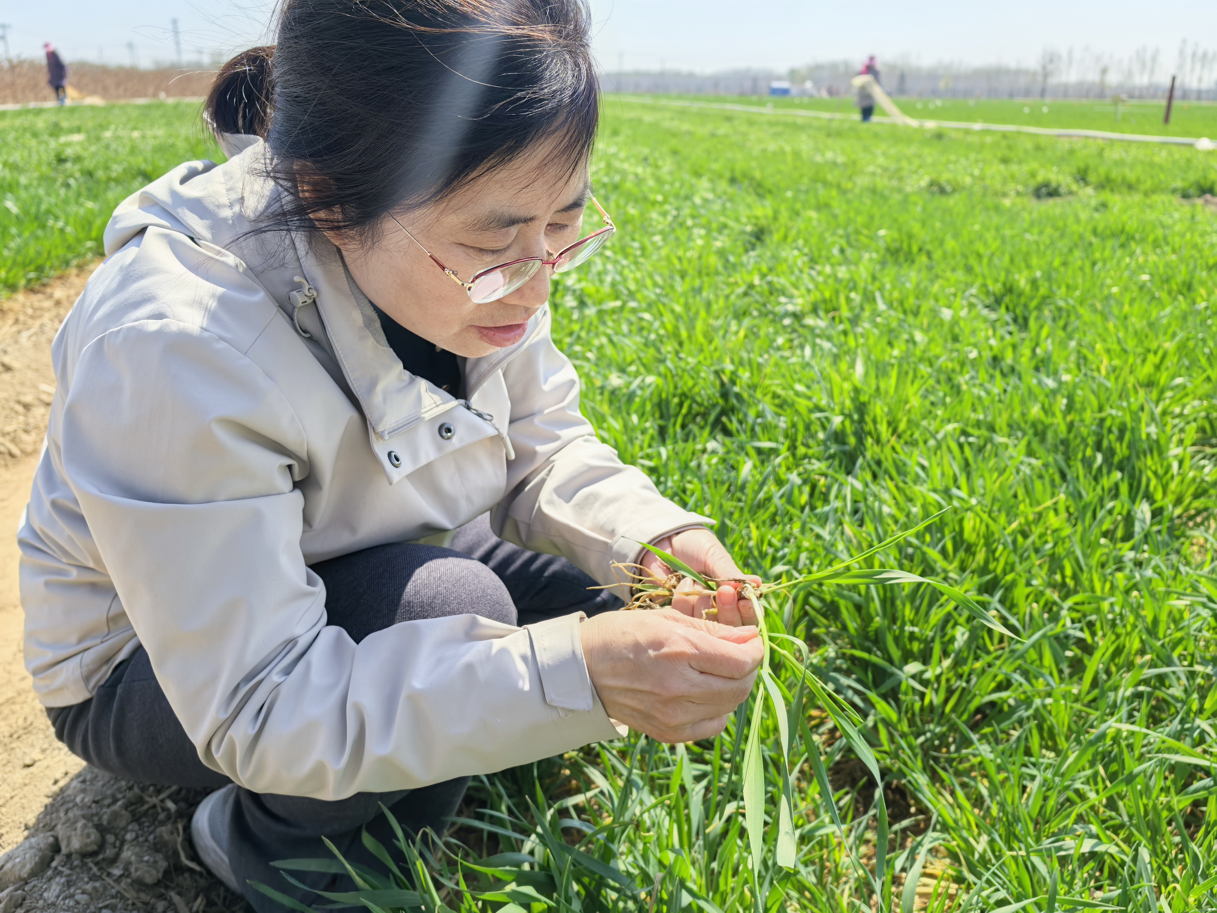 稻田有望像果园 我国科学家首次发现水稻多年生“长寿基因”