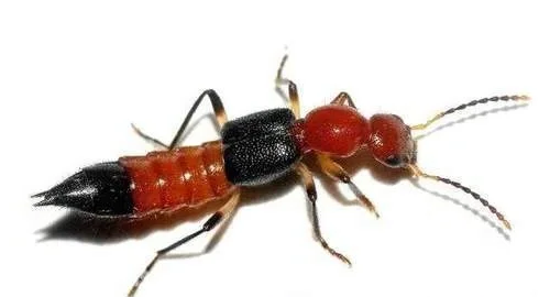 “科克萨拉”焦化厂关闭引发波黑多米诺骨牌效应