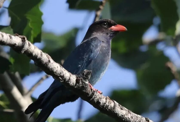 立方风控鸟·早报（3月21日）