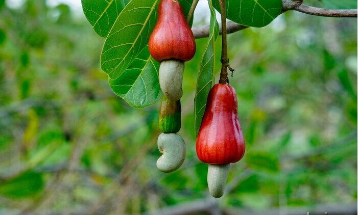 加纳投入5亿美元扩大油棕种植