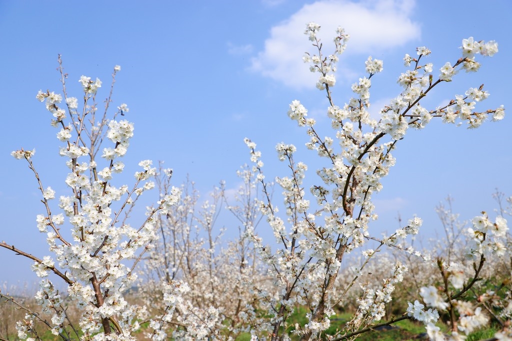 激活春日赏花经济 长江新区探索农文旅融合发展新模式