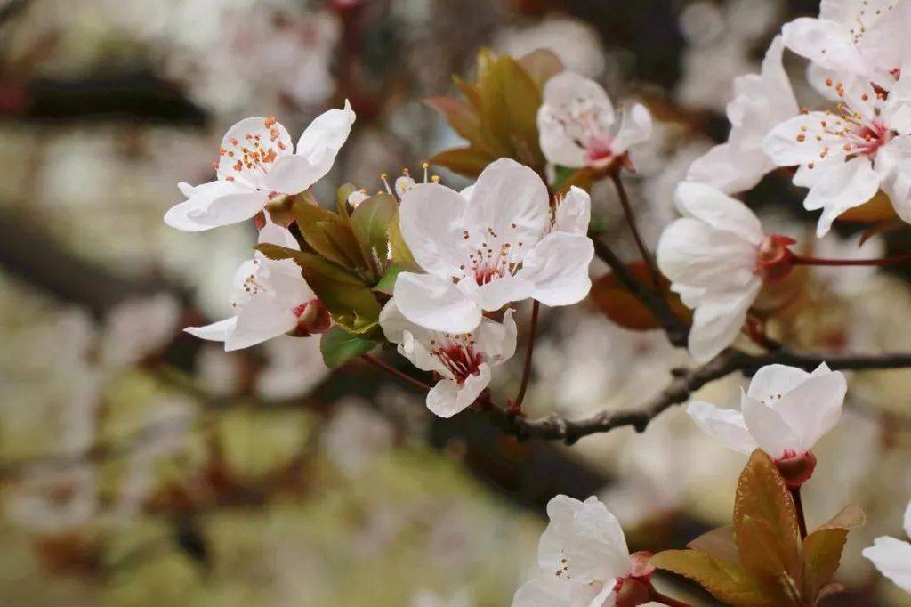 激活春日赏花经济 长江新区探索农文旅融合发展新模式