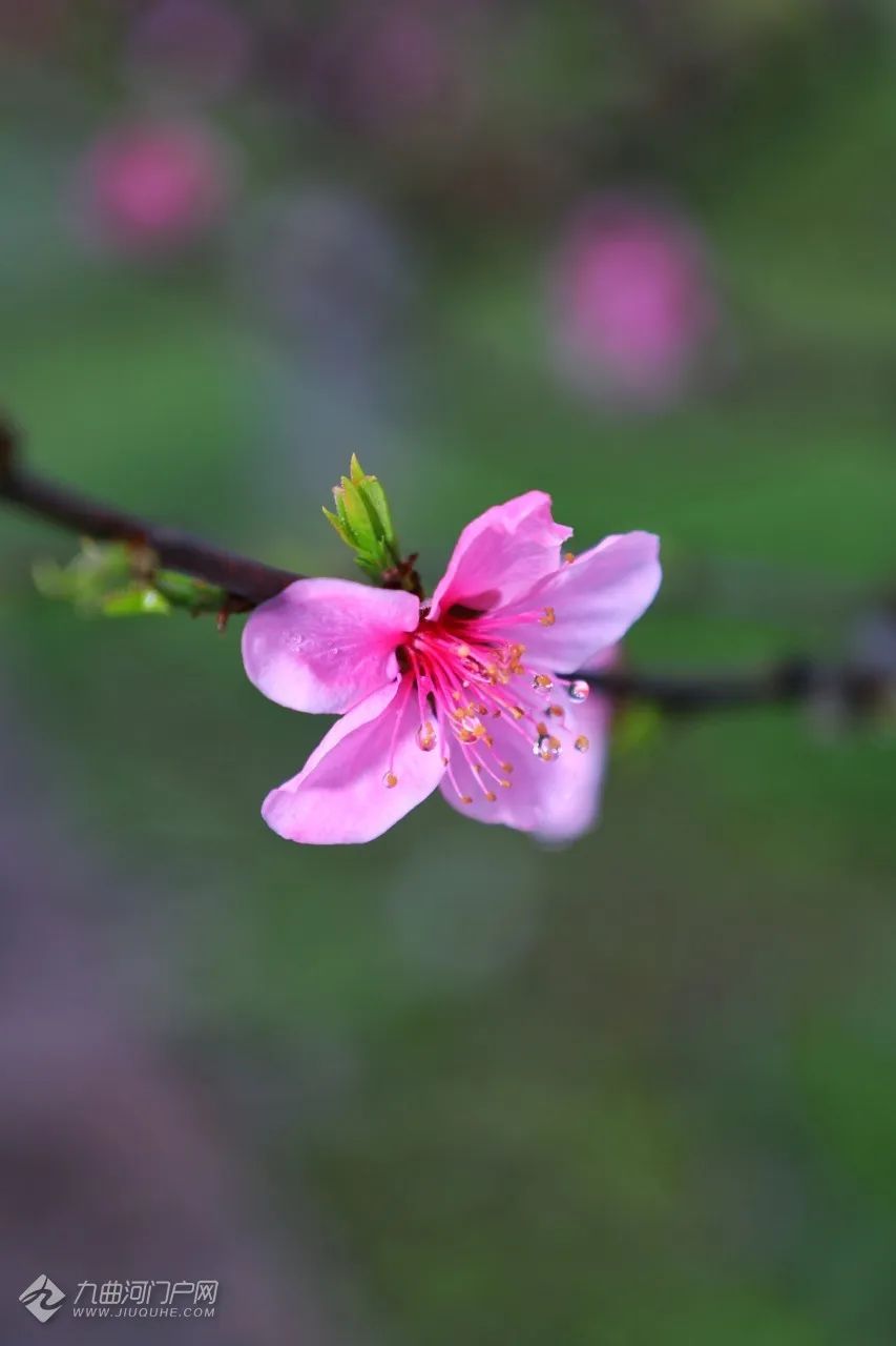 激活春日赏花经济 长江新区探索农文旅融合发展新模式
