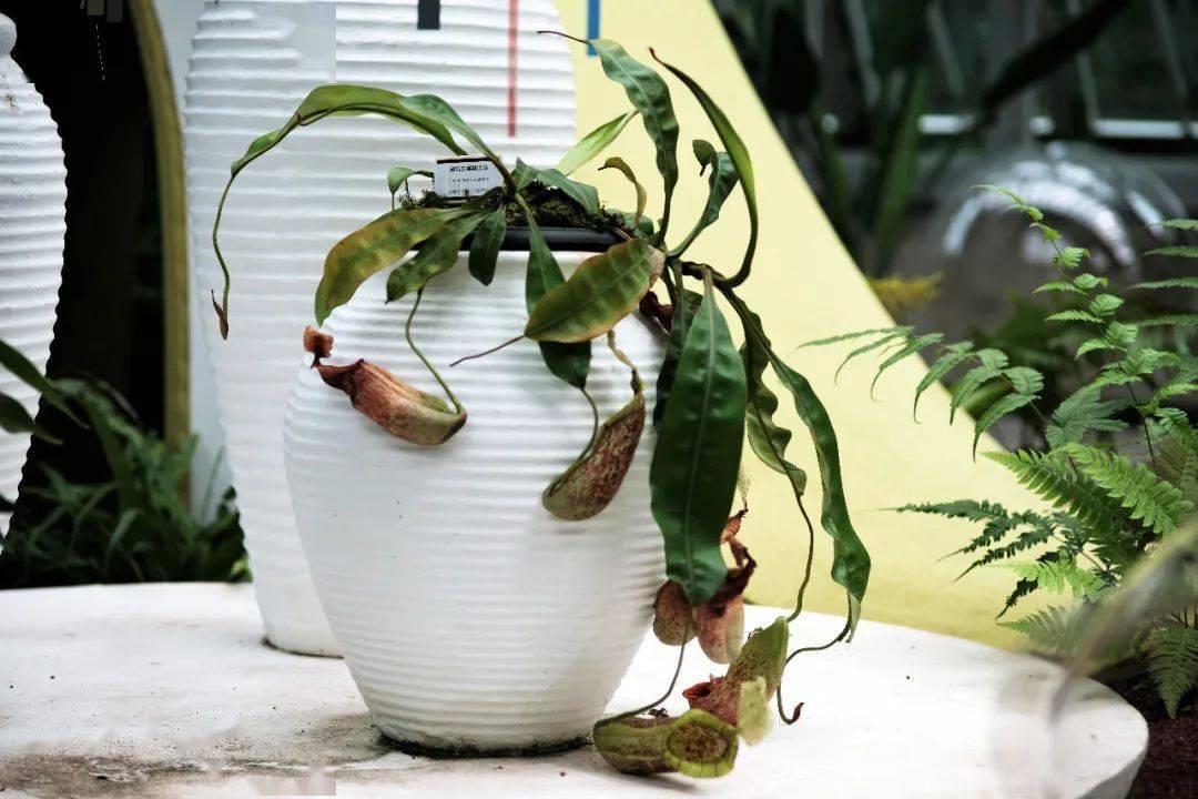 “花神”降临杭州植物园，“春日唤醒”游园会解锁防非反诈新姿势