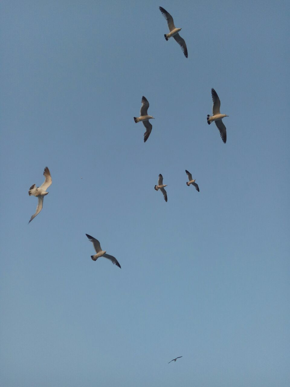 渤海轮渡：获农村岛际水路客运补贴6975.5万元